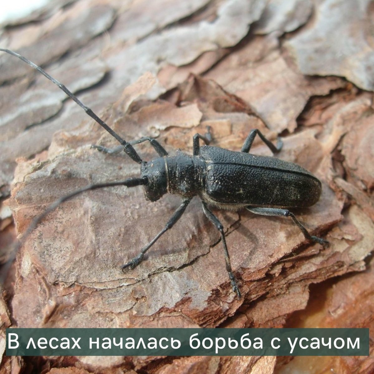 Жук усач Дубильщик