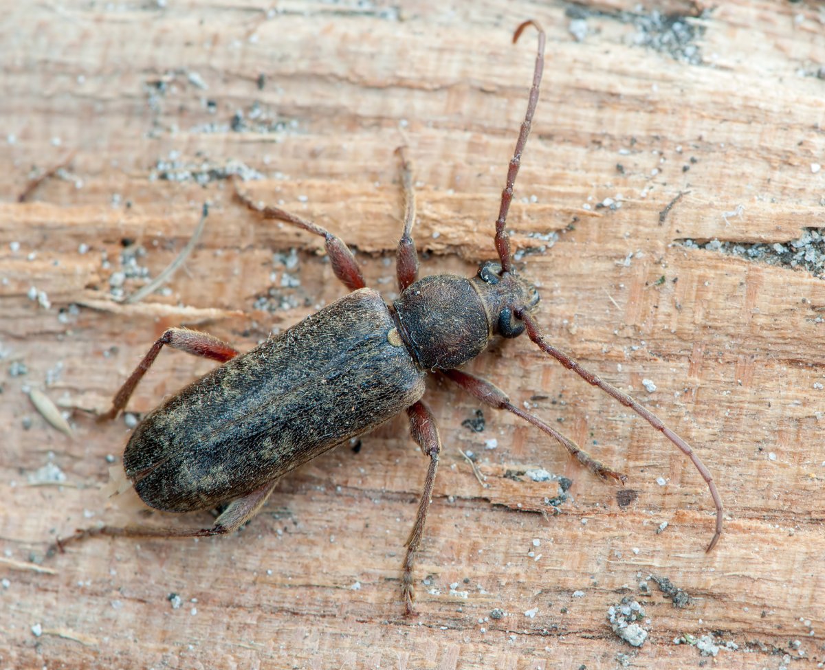 Черный Жук усач дровосек