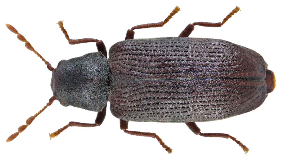 Уссурийский полиграф вредитель