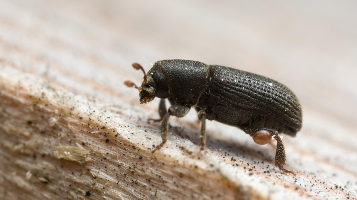 Жук хлебный Точильщик