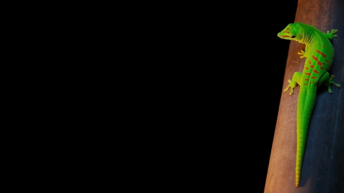 Леопардовый эублефар