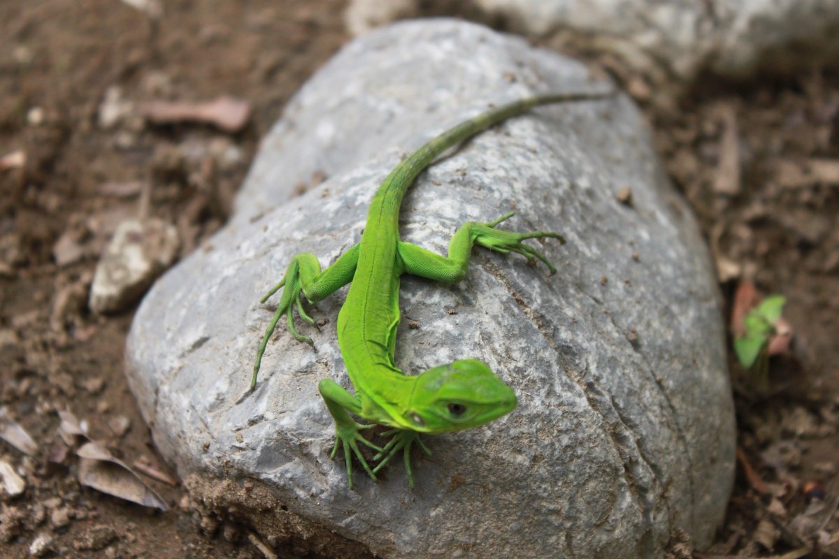 Геккон в художественной