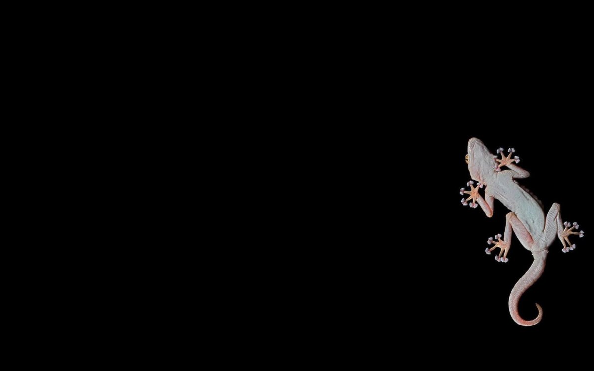 Ящерица ползет