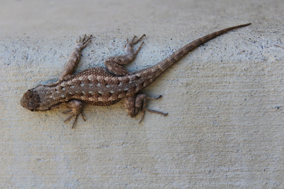 Маленькие ящерки