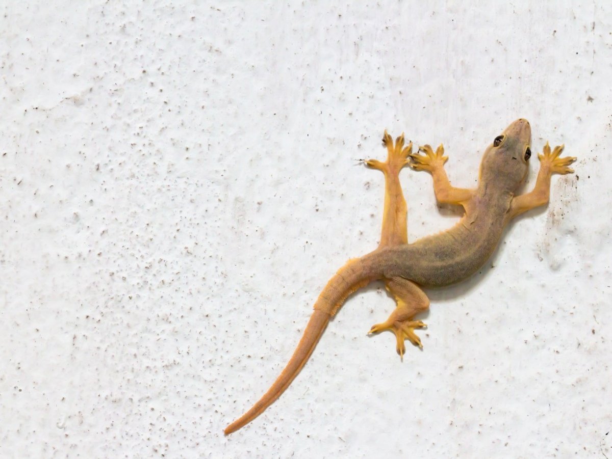 Чичак ящерица