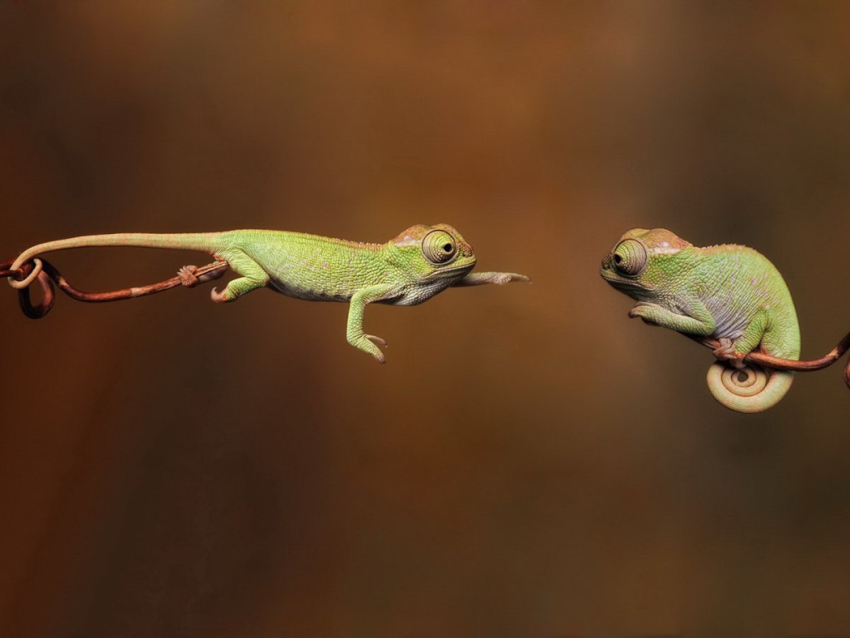 Обезьяна и ящерица