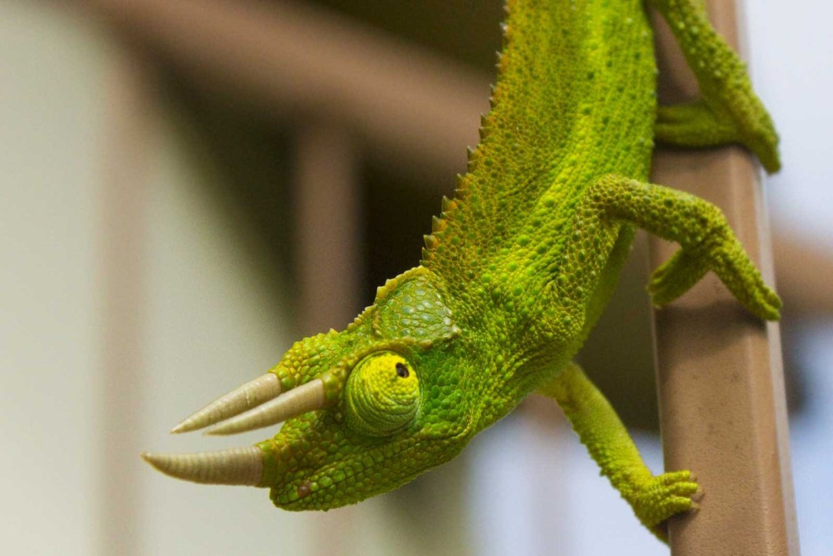 Ящерица хамелеон