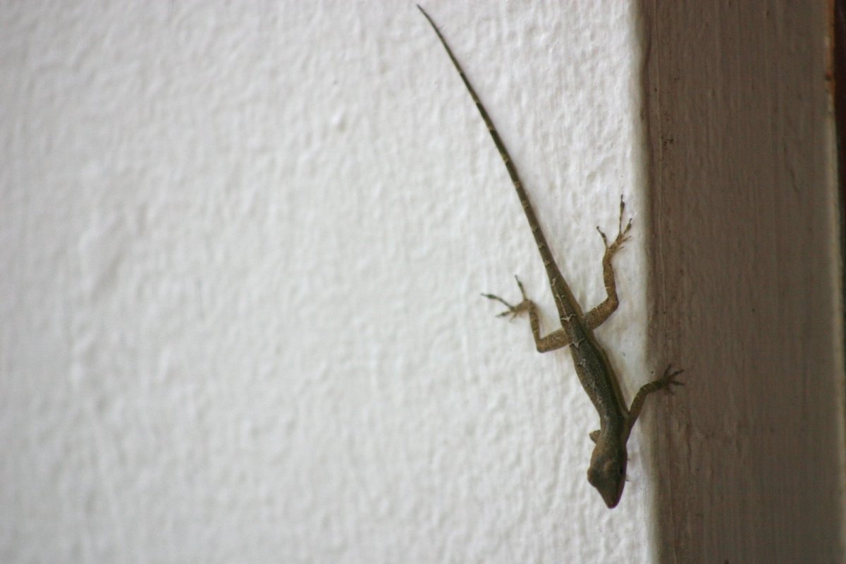 Токай ящерица