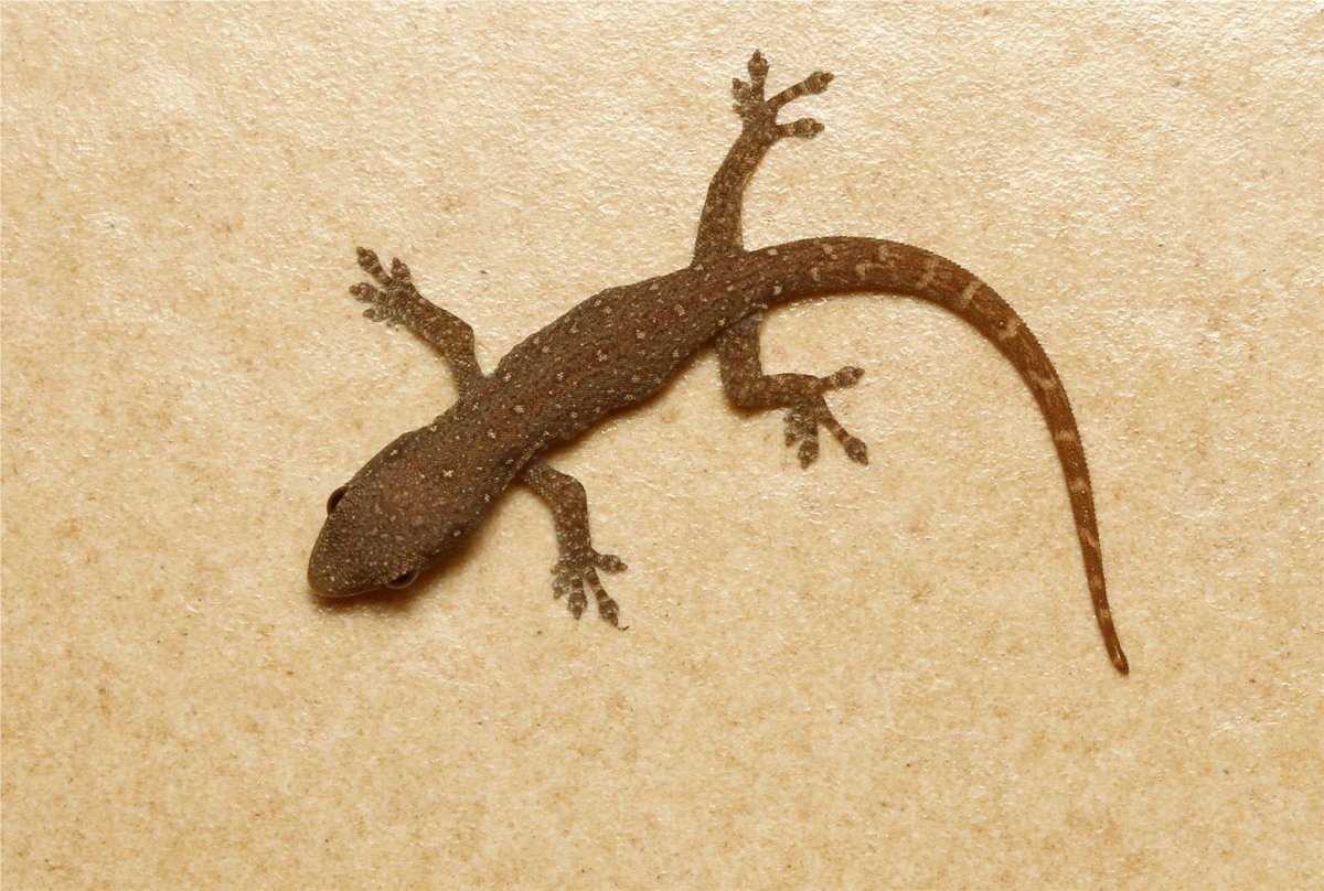 Цепкохвостый геккон