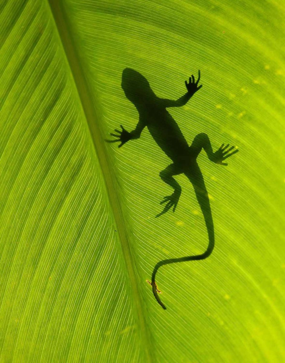 Ящер на листе