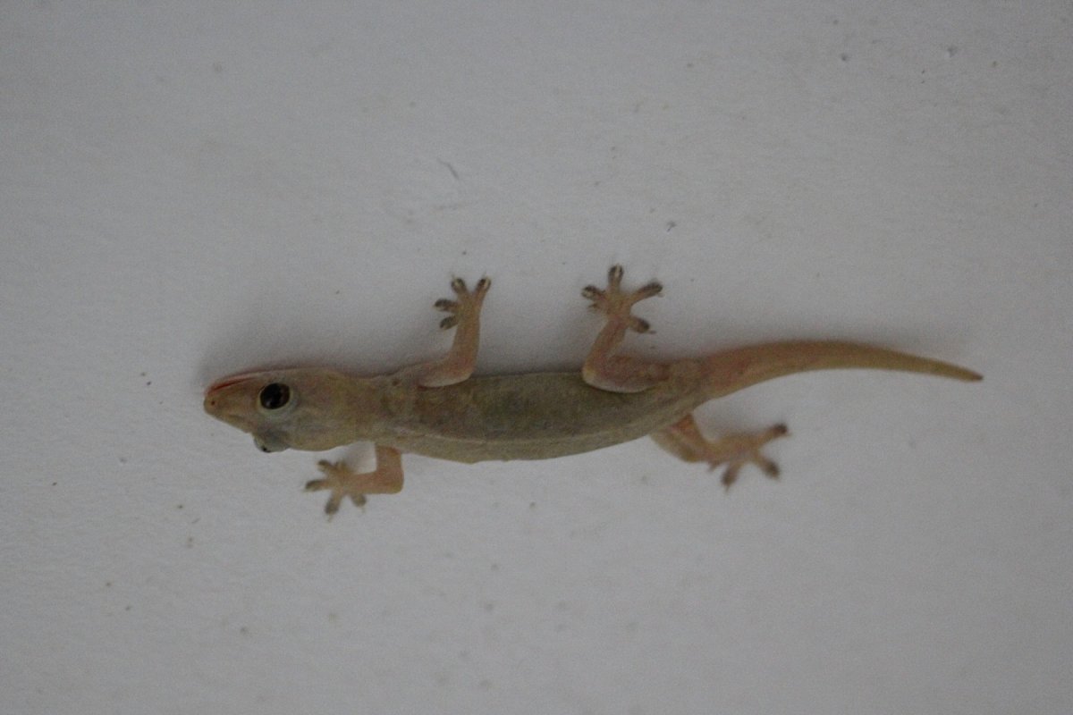 Геккон полупалый домовый