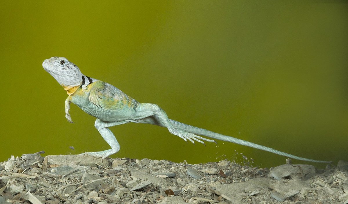 Ящерица ошейниковая игуана