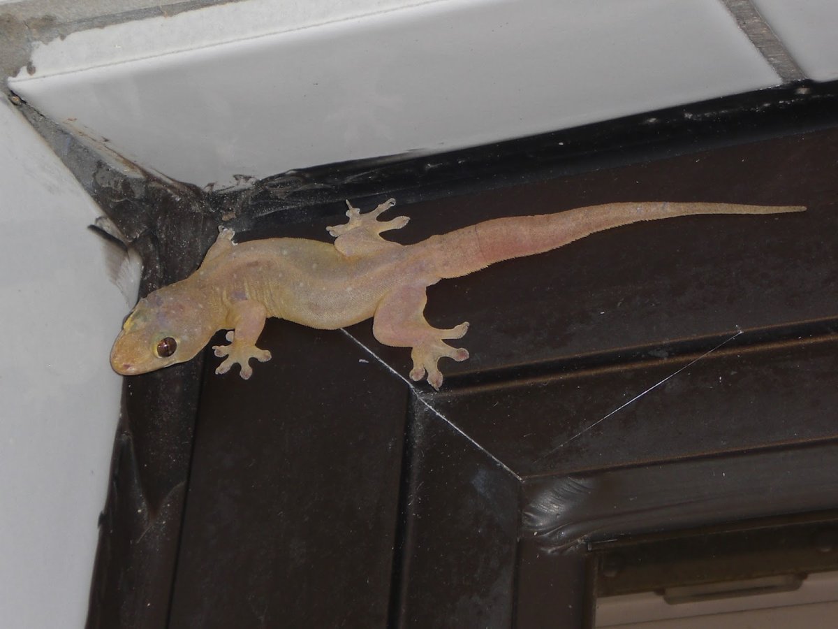 Ящерица на потолке