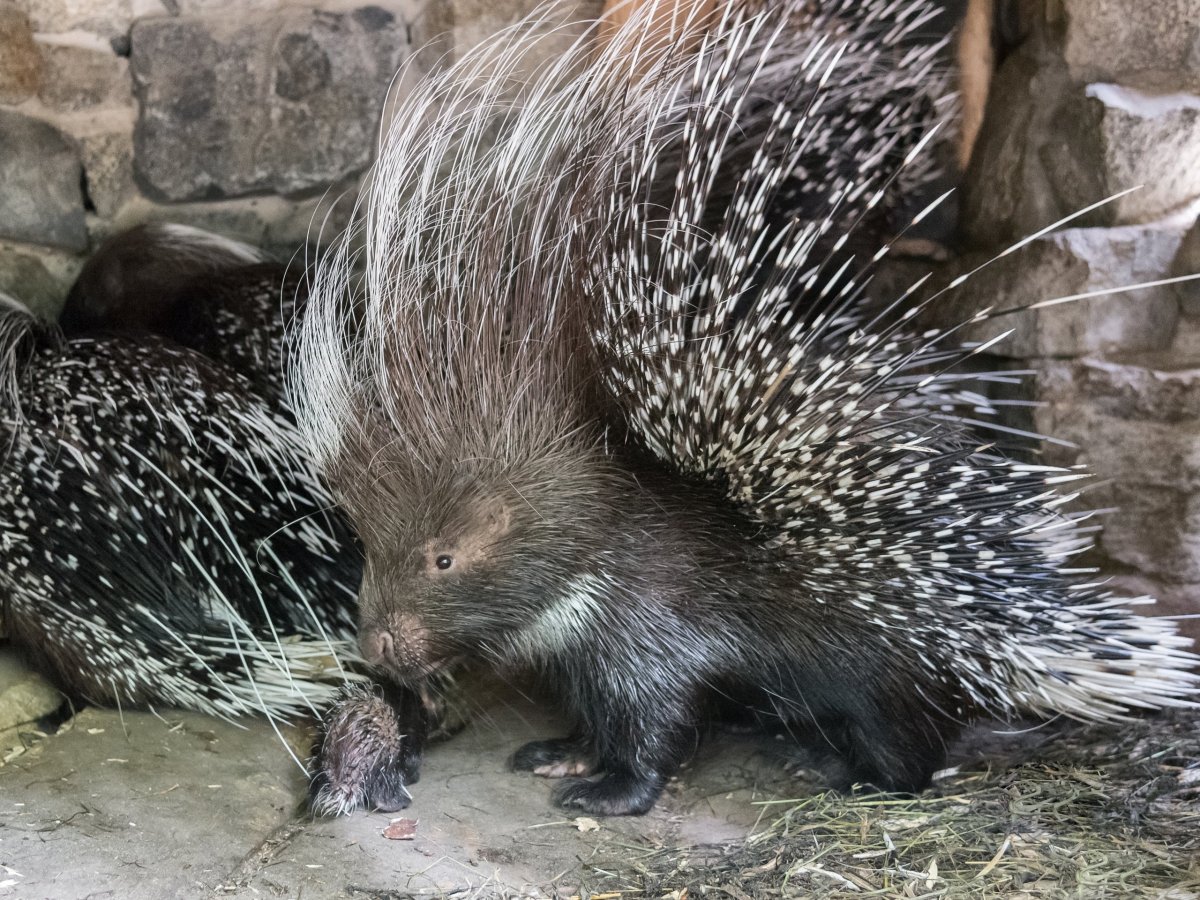 Дикобраз hystrix cristata