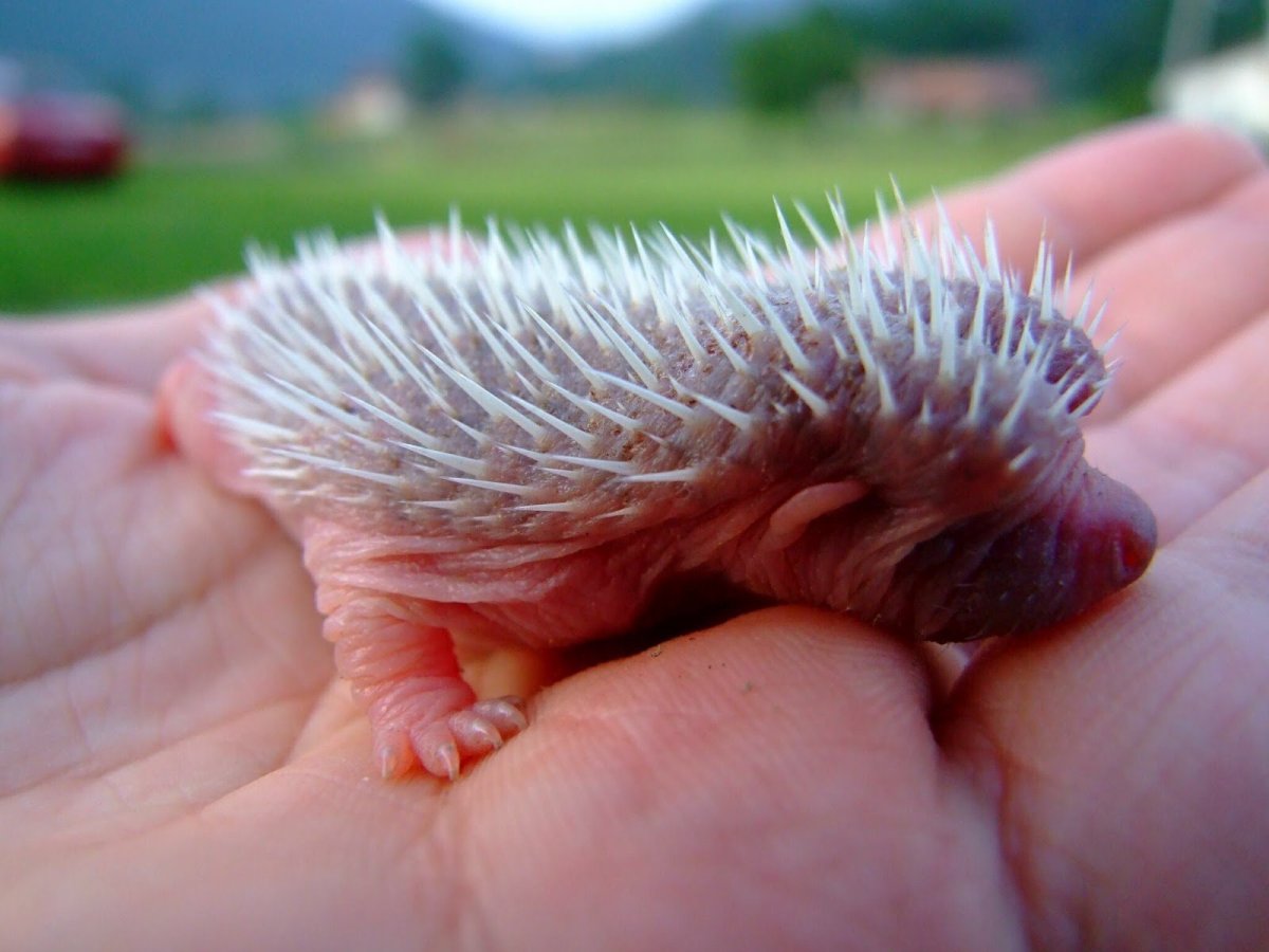 Ежик ехидна Дикобраз