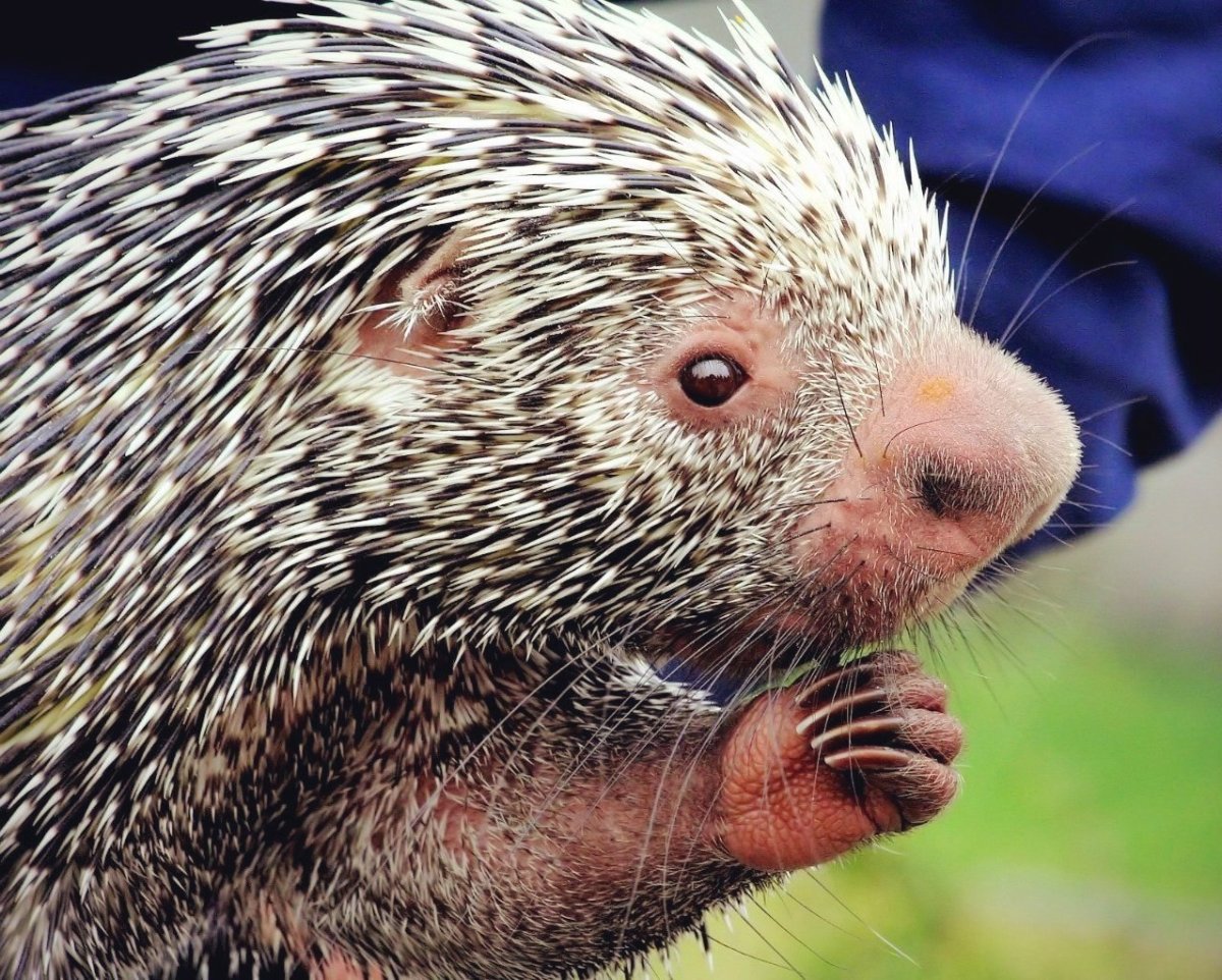 Цепкохвостый Дикобраз