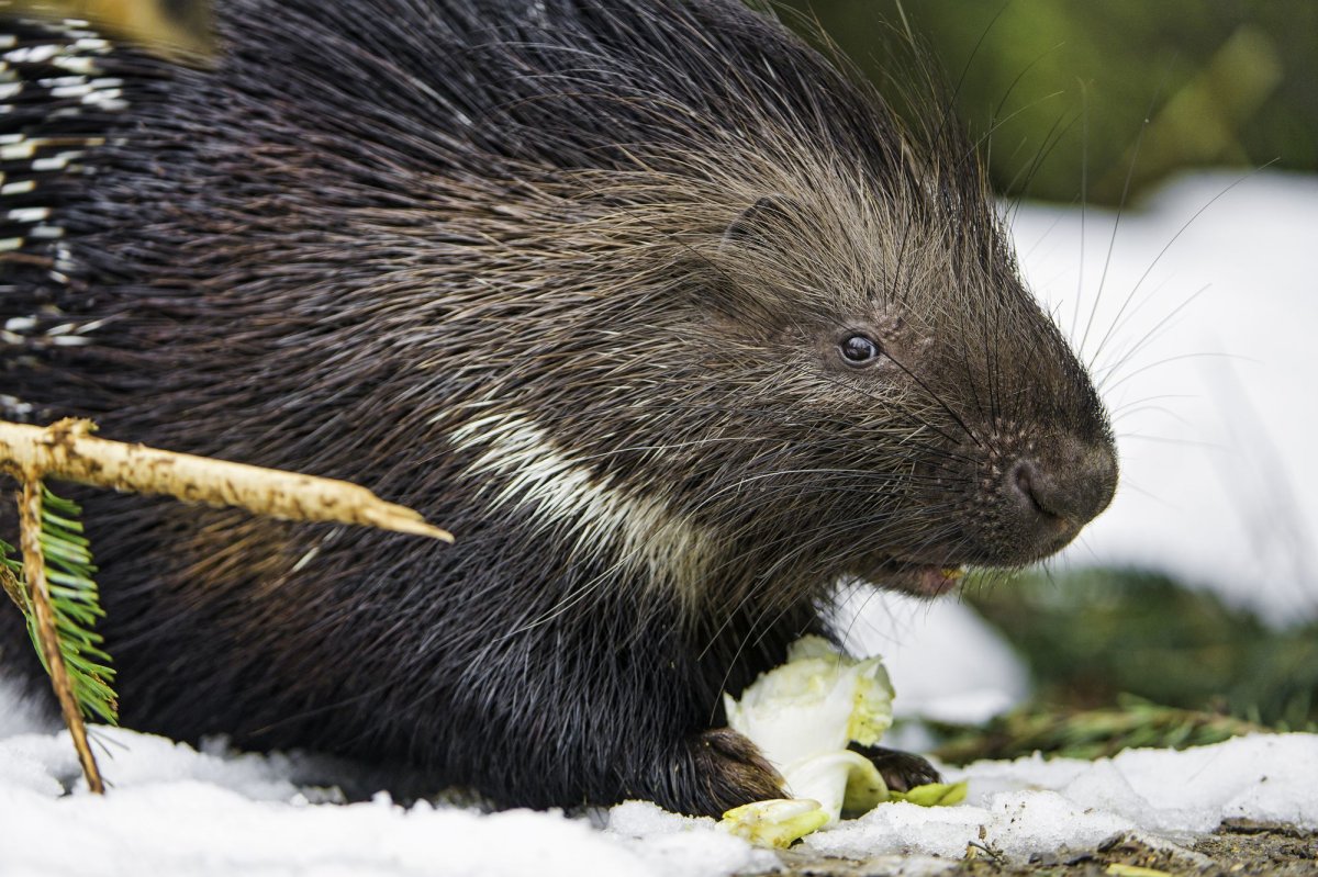 Африканский кистехвостый Дикобраз