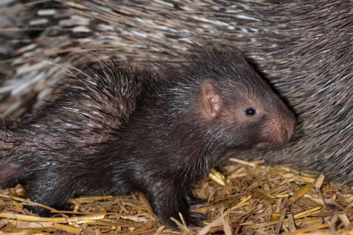 Маленький Дикобраз