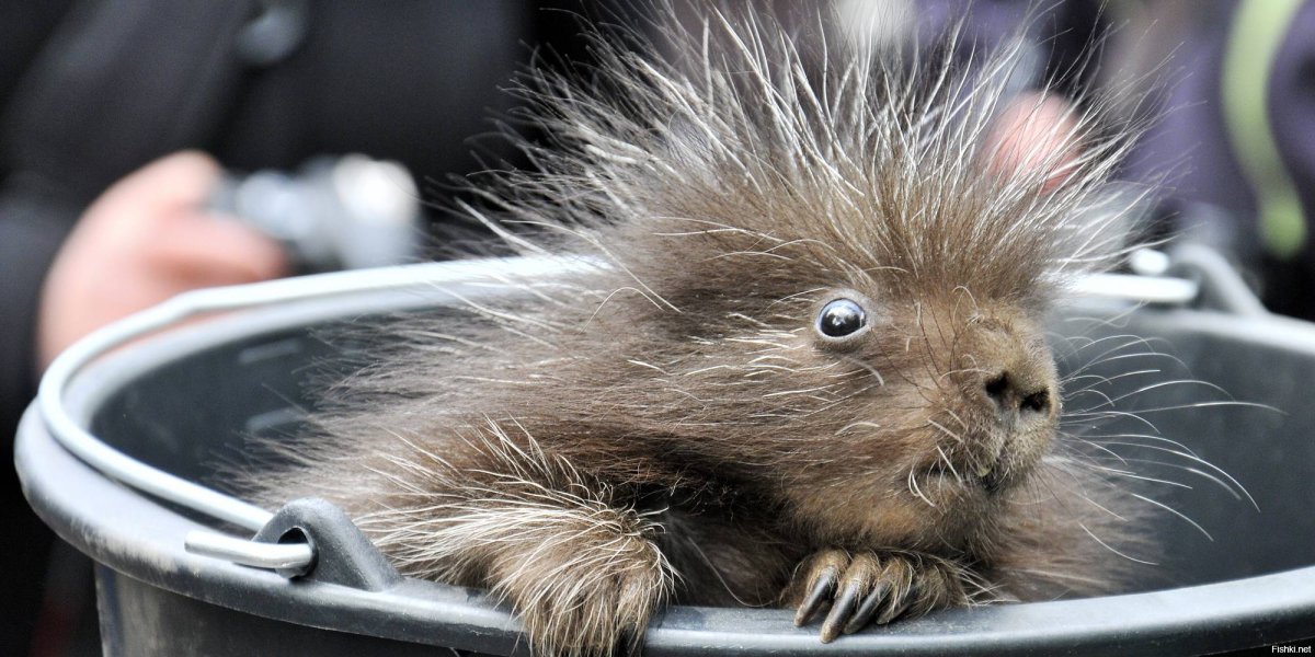 Дикобраз стреляет иглами