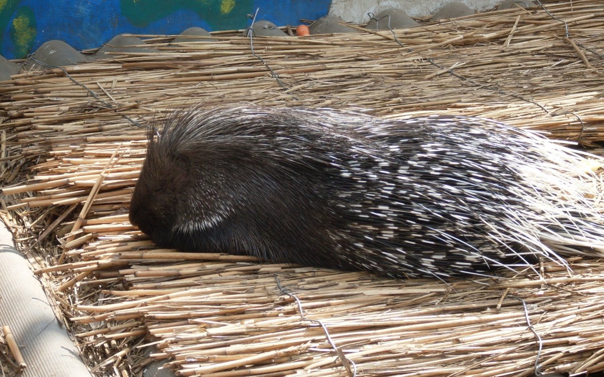 Дикобраз смешной