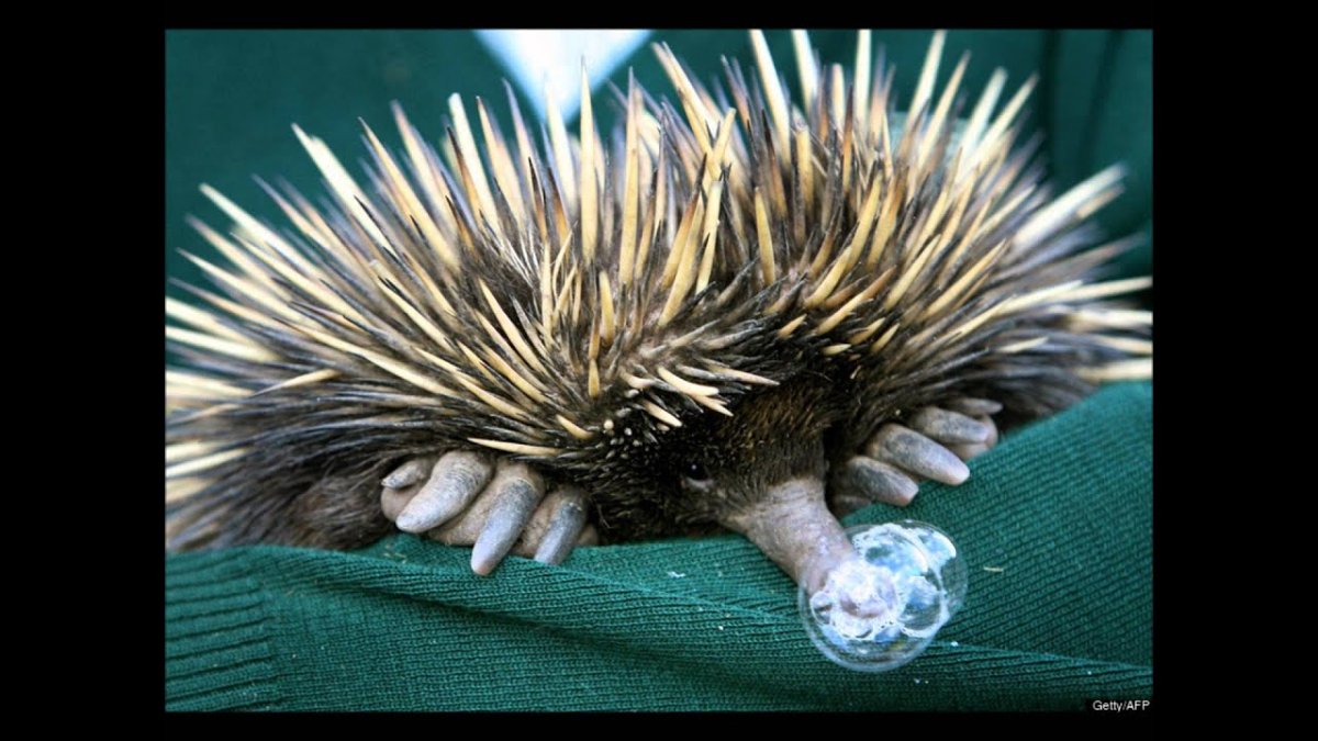 Новорожденные ежата