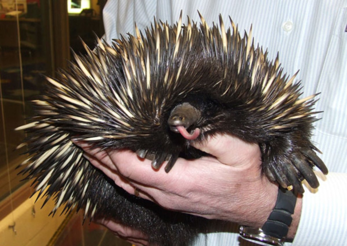 Два дикобраза