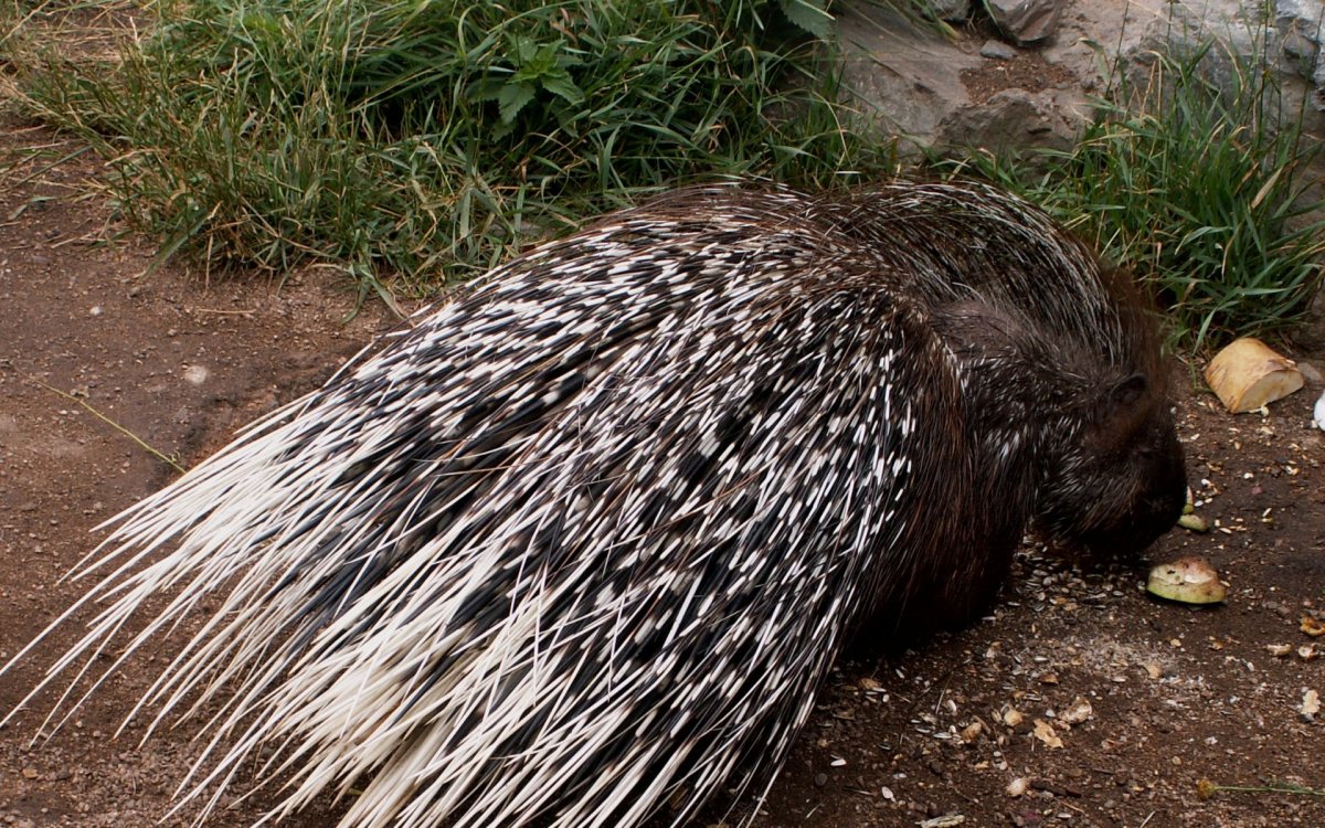 Дикобраз hystrix cristata