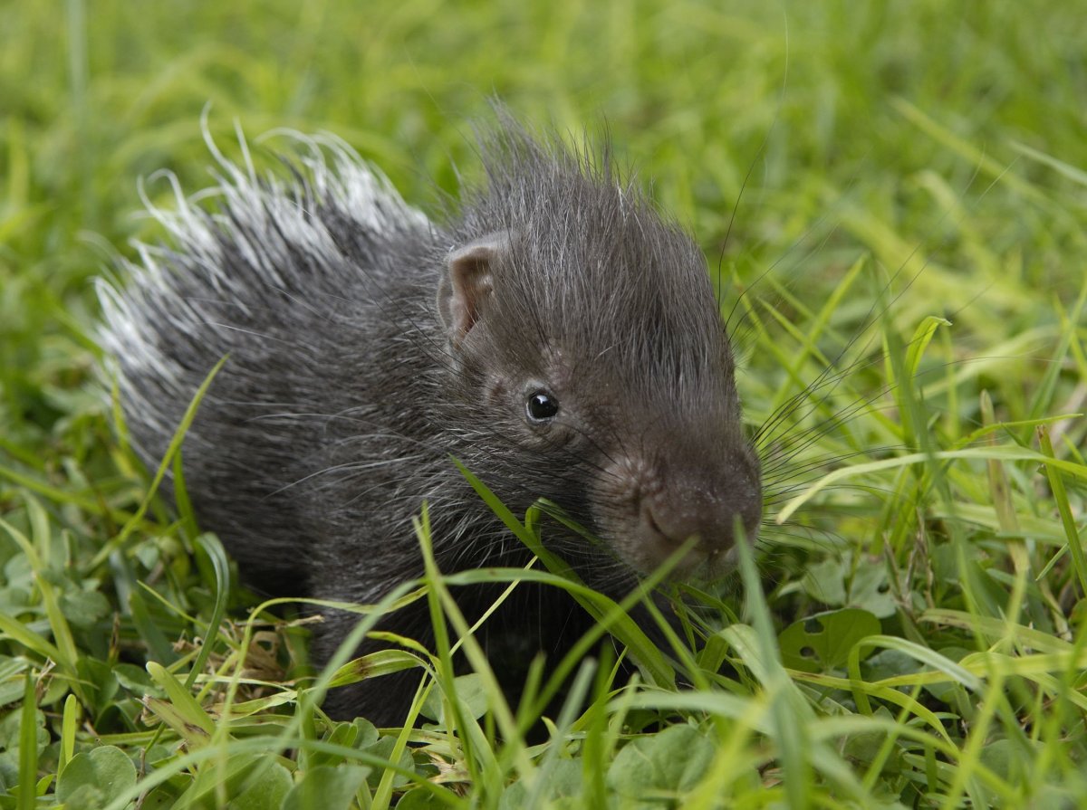 Детеныш дикобраза
