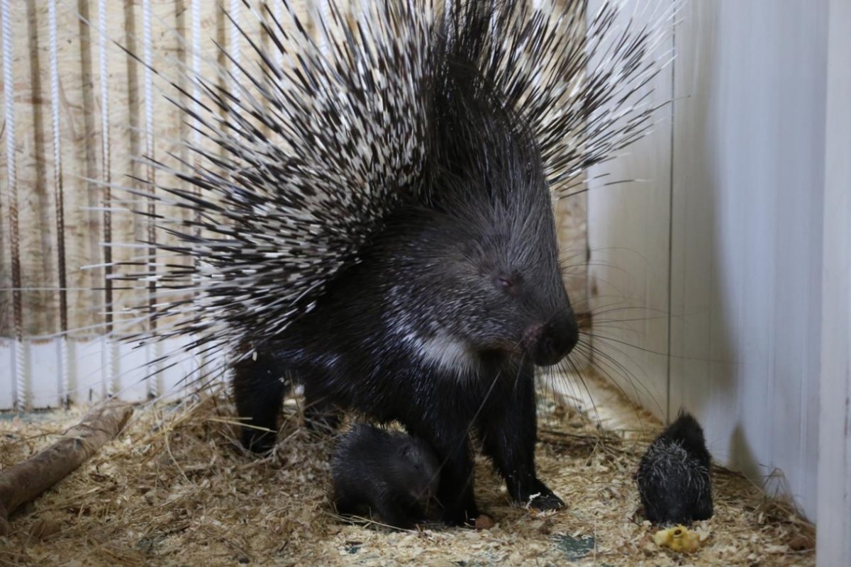 Тонкоиглый Дикобраз