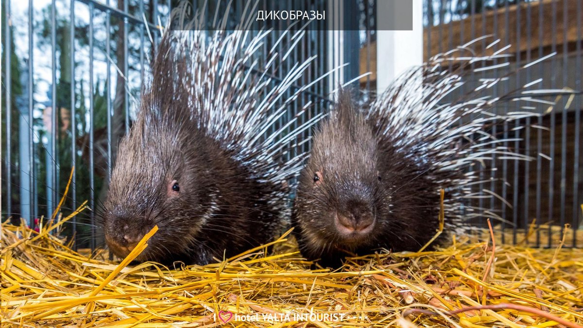 Ландак Дикобраз