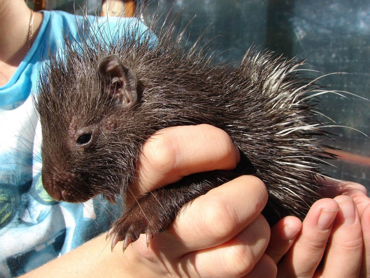 Новорожденный дикобраз