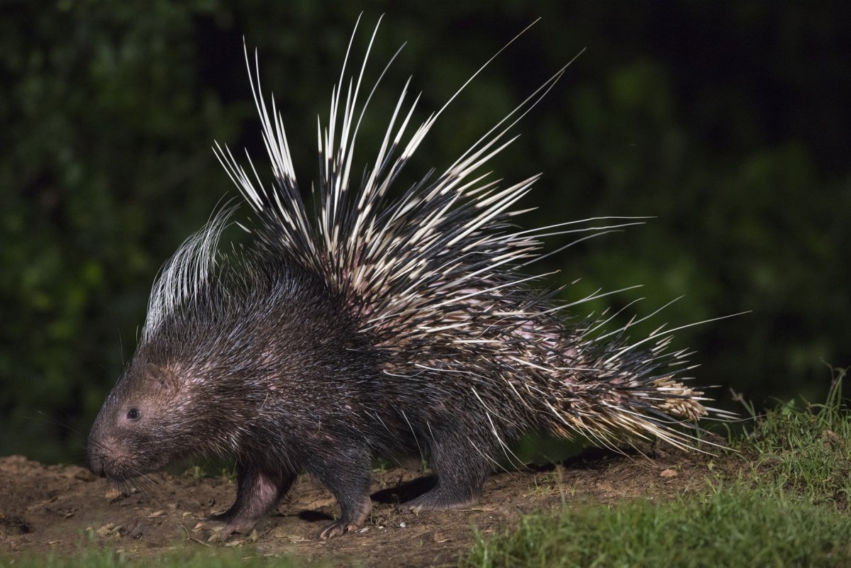 Детеныш дикобраза