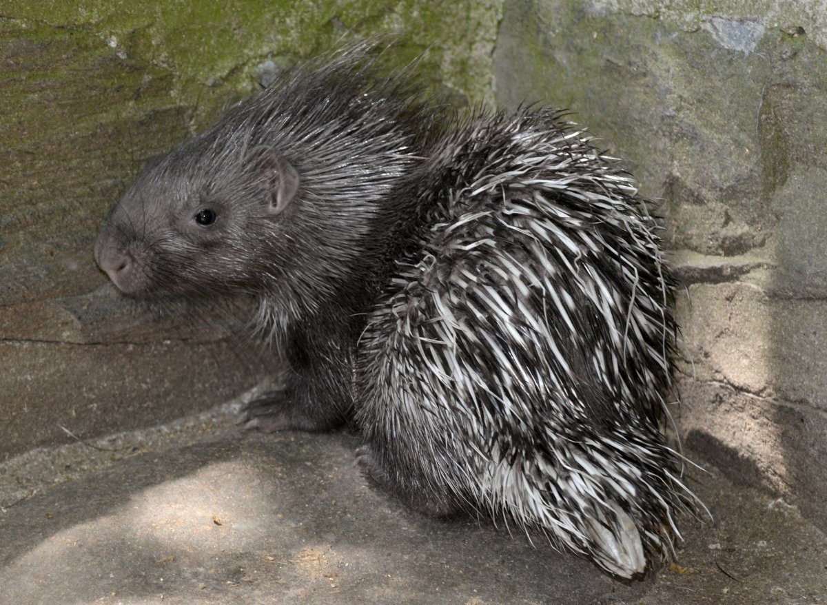 Дикобраз маленький детёныш