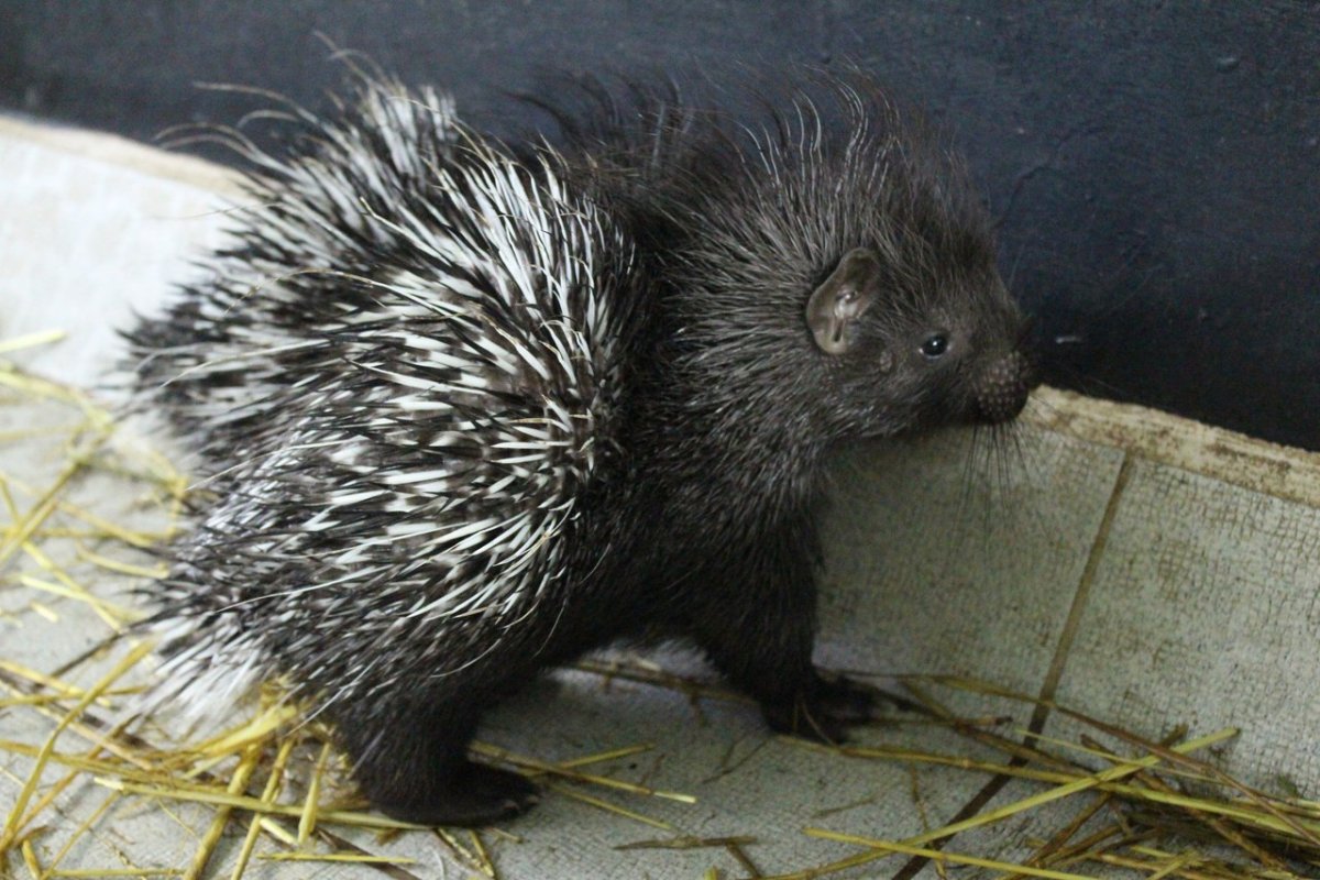Дикобразы обнимаются