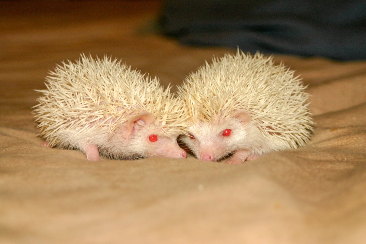 Суматранский Дикобраз