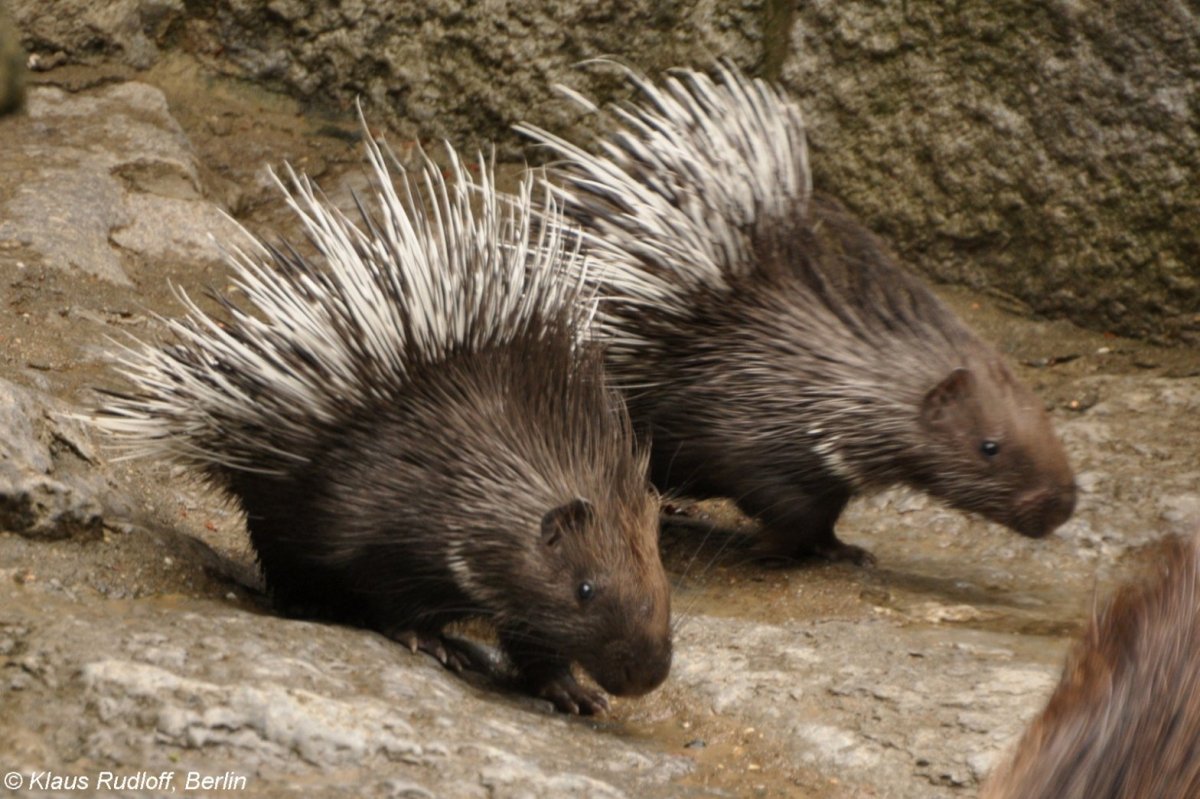 Поркупин Дикобраз детёныш