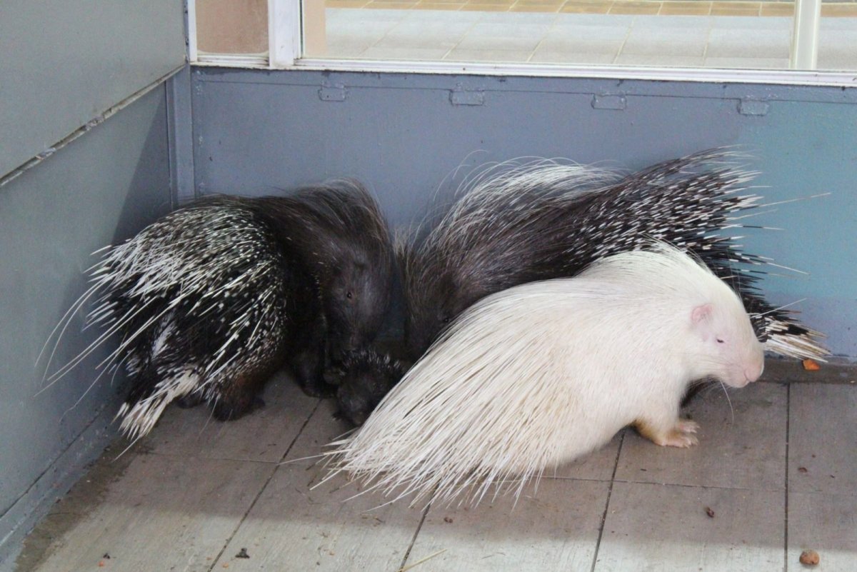 Рыжий Дикобраз