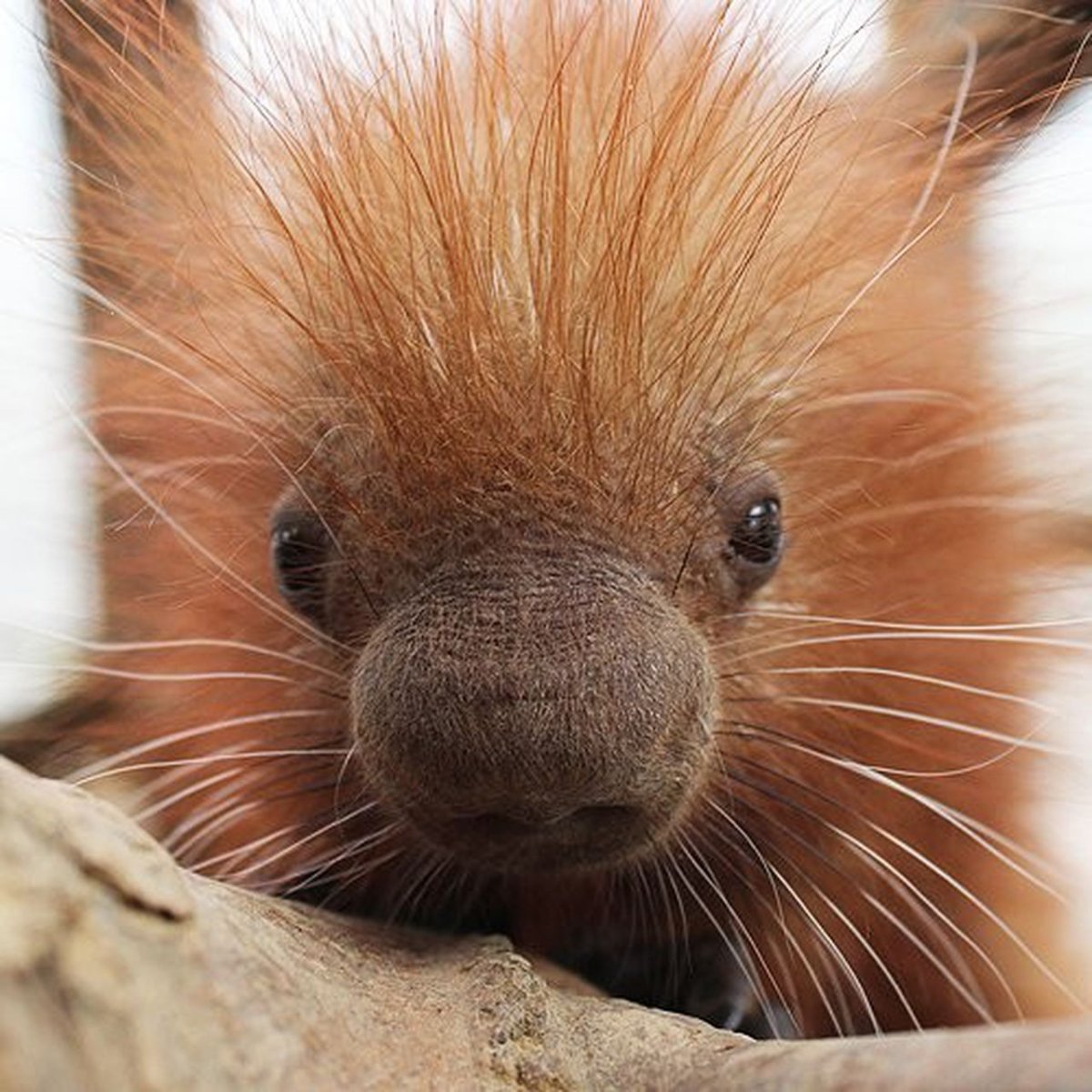 Австралийская ехидна Детеныши