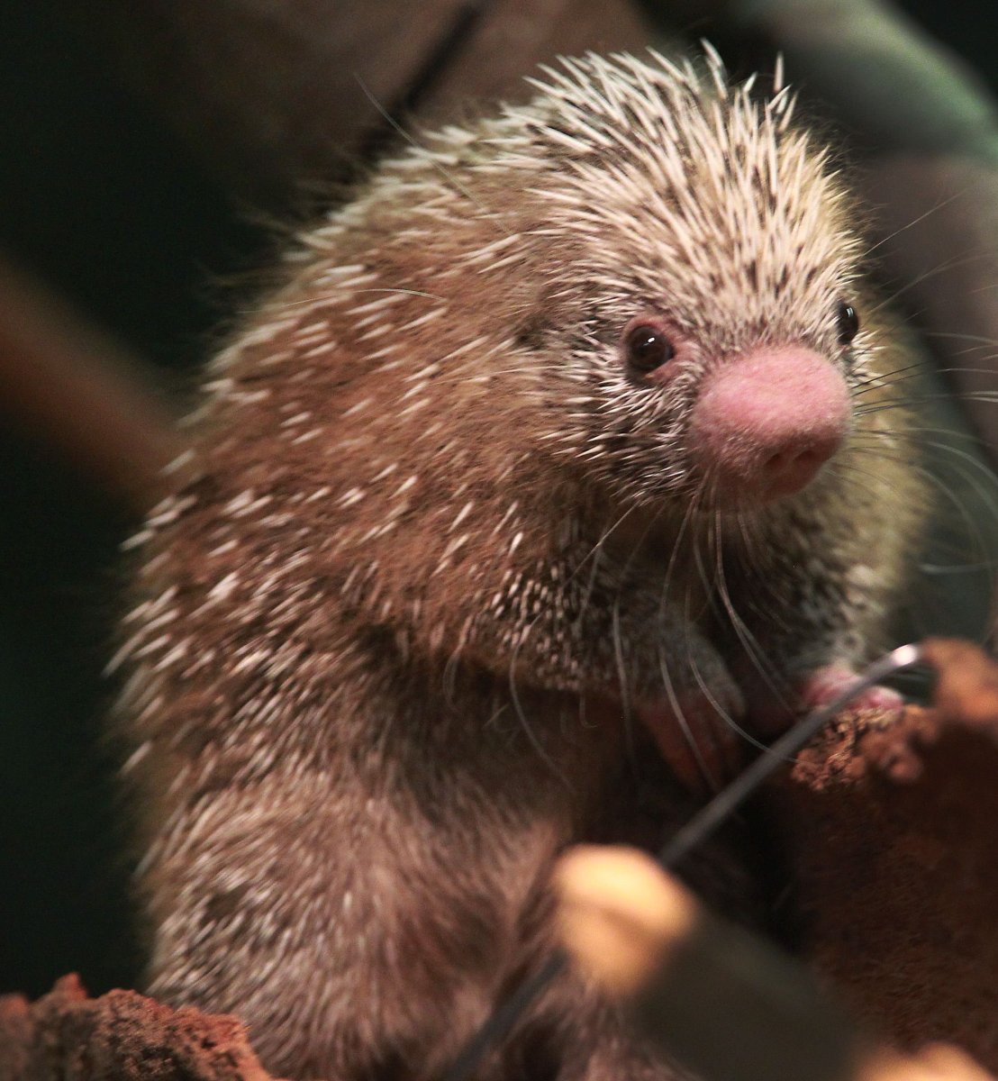 Prehensile-tailed Porcupine