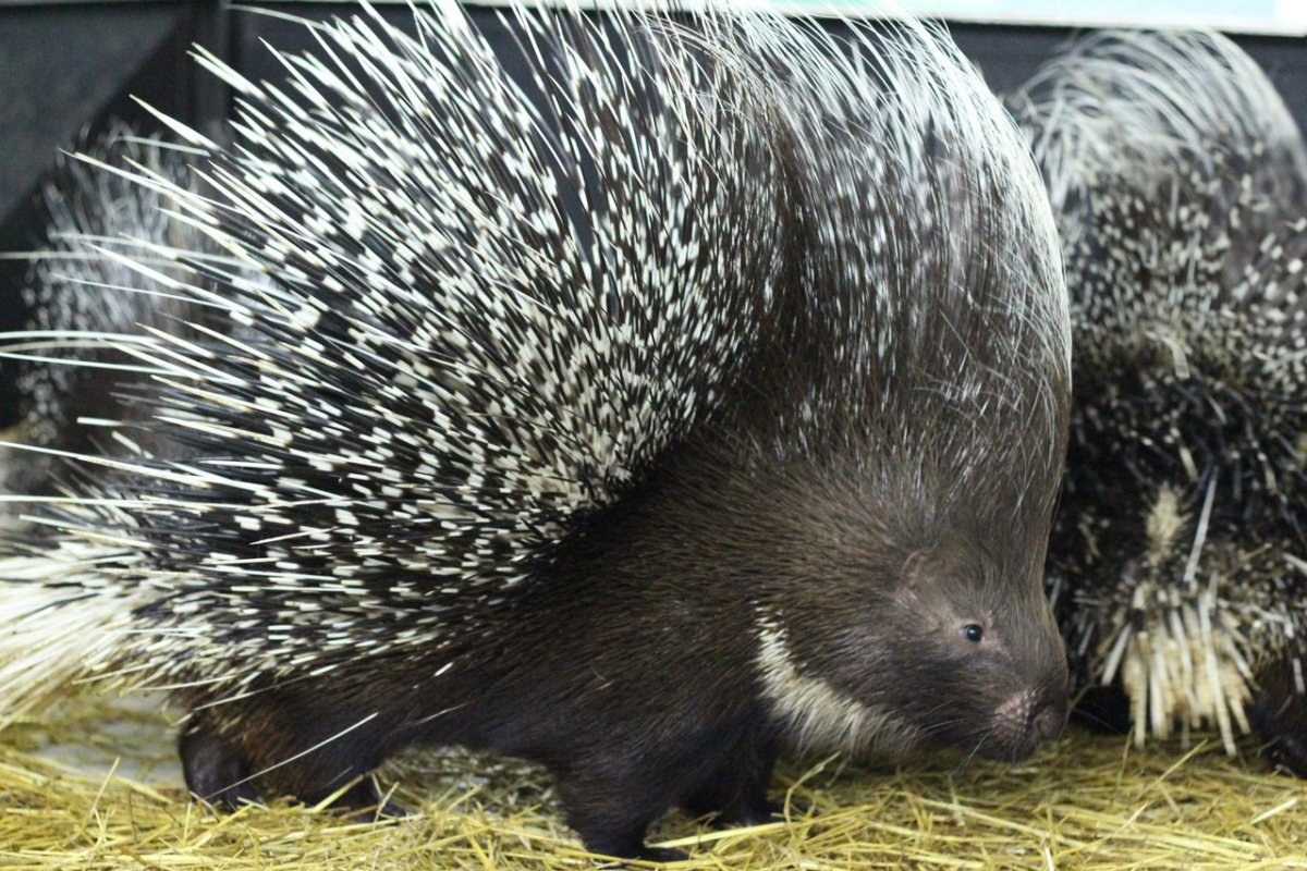 Детеныш дикобраза