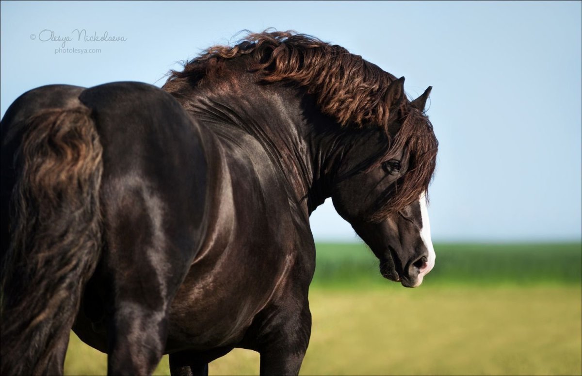 Изображение лошади