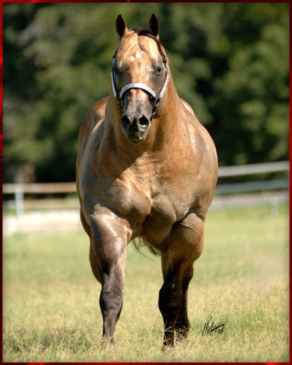 Лошадь породы Наррагансетт