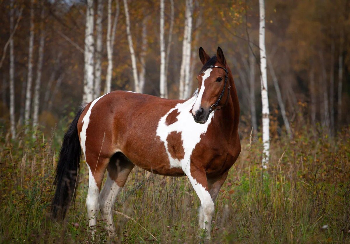 Лошадь тяжеловоз Першерон
