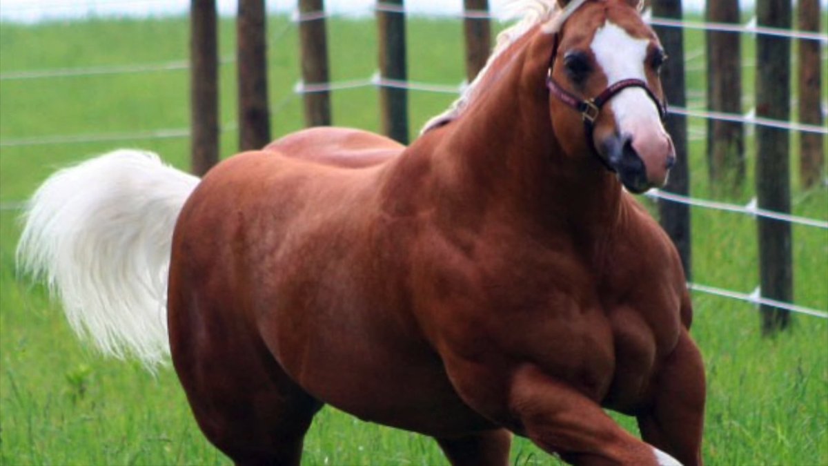 Цыганский тяжеловоз