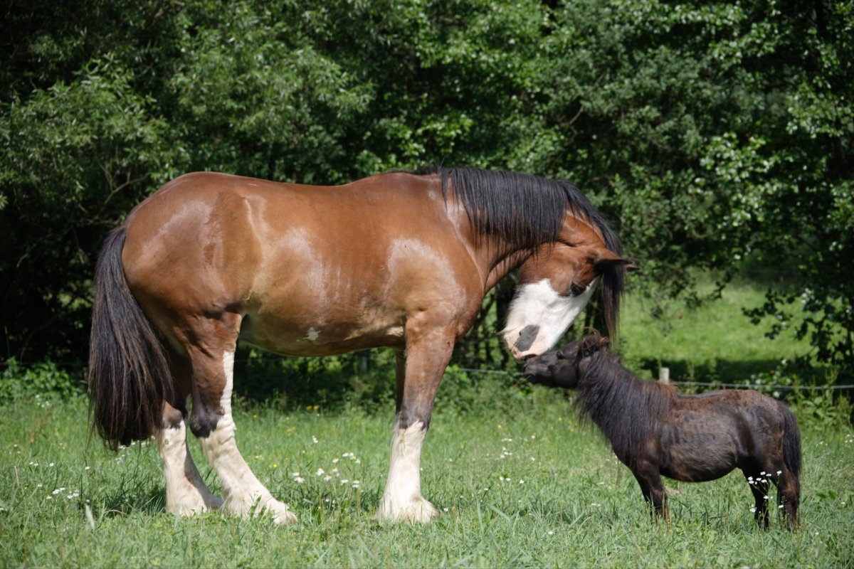 Тяжеловоз Шайр серый