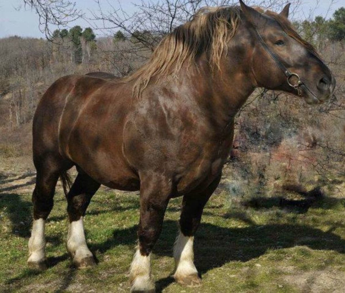 Шавлинское озеро Алтай