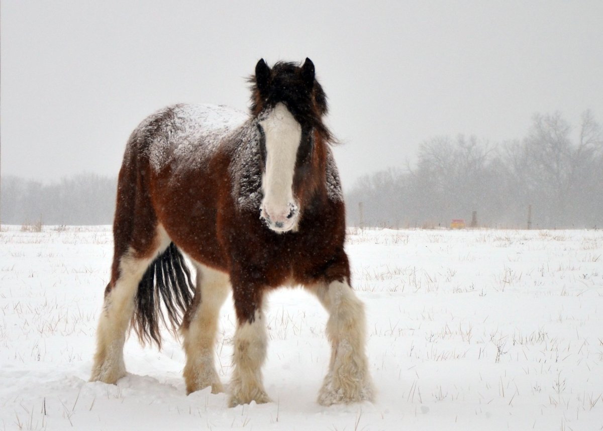 Конь Сибирский тяжеловоз