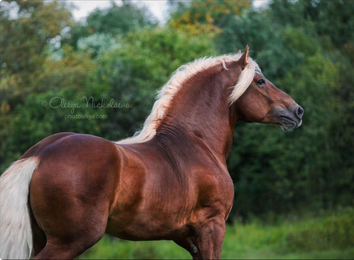 Советский тяжеловоз порода лошадей