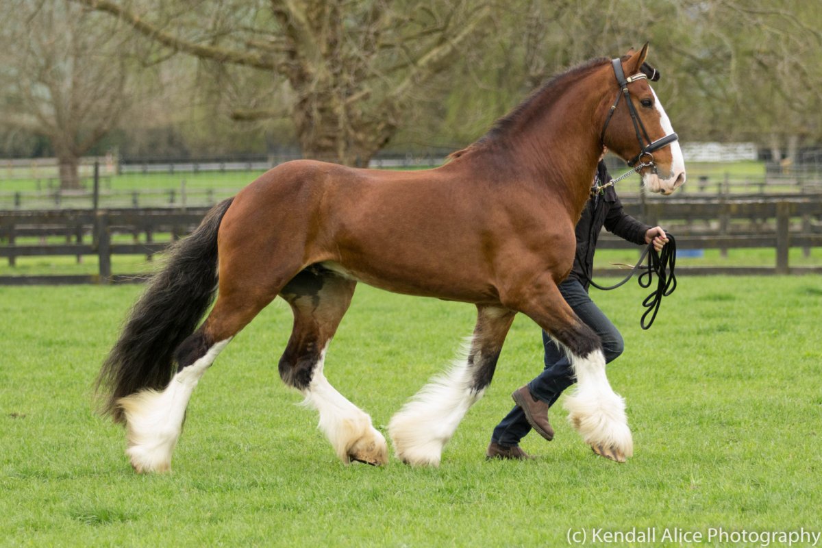 Бельгийский тяжеловоз брабансон