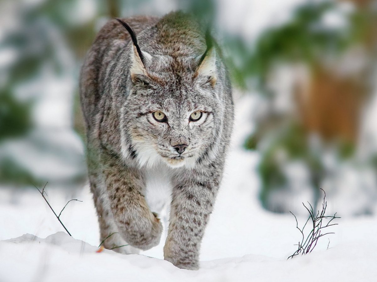 Полярная Рысь